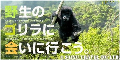 野生のゴリラに会いに行こう