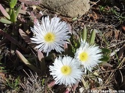 086