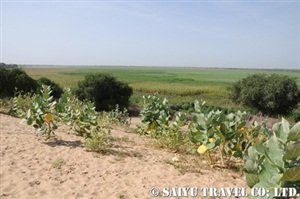 ボル周辺のチャド湖