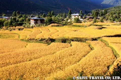 aki_bhutan (2)