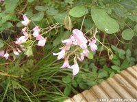 四姑娘九寨溝 106