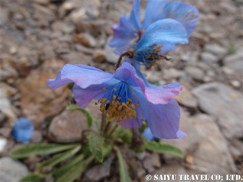 amunemaqin (4)