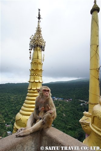 popa (3)