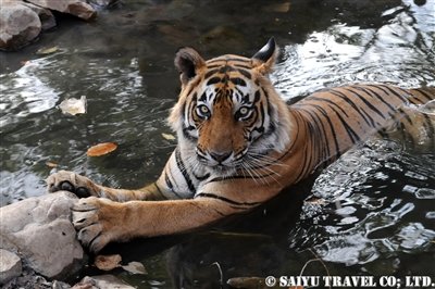 ランタンボール T-25 ベンガルタイガー Ranthambore (10)