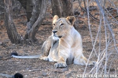 ササンギル インドの森 (2)