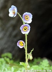 rhotang06