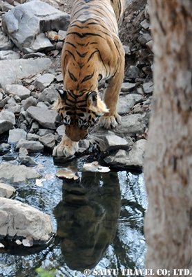 ランタンボール T-25 ベンガルタイガー Ranthambore (5)