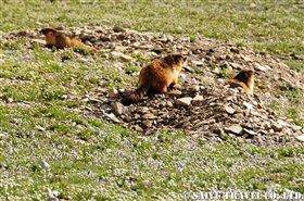 marmot03