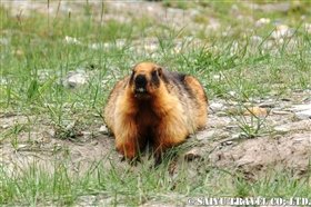 marmot01