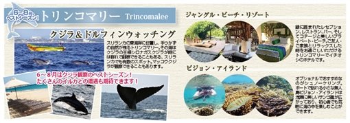 トリンコマリー