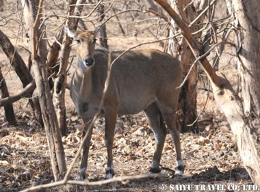 ササンギル インドの森 (9)