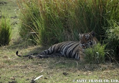 ランタンボール ベンガルタイガー T-19 Ranthambore (3)
