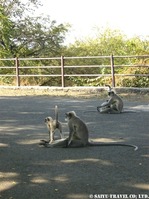 野生のサル