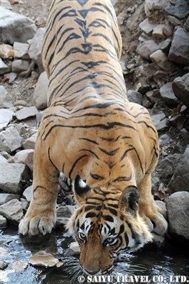 ランタンボール T-25 ベンガルタイガー Ranthambore (7)
