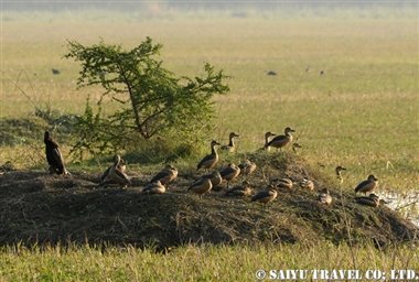 ケオラディオ国立公園Keoladeo (5)
