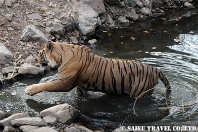 ランタンボール T-25 ベンガルタイガー Ranthambore (11)