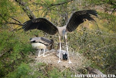 ケオラディオ国立公園Keoladeo (8)