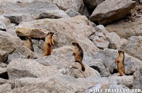 marmot02
