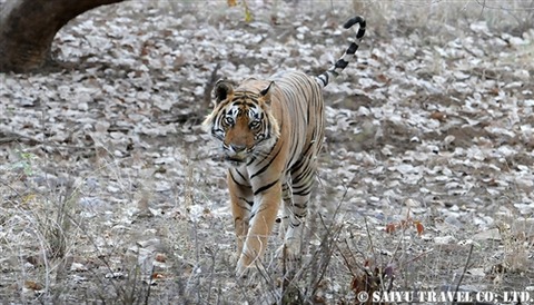 ランタンボール T-25 ベンガルタイガー Ranthambore (4)