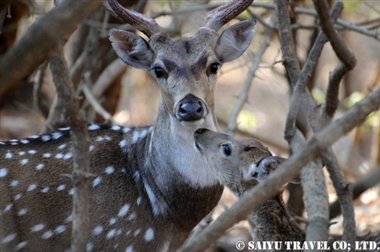 ササンギル インドの森 (8)