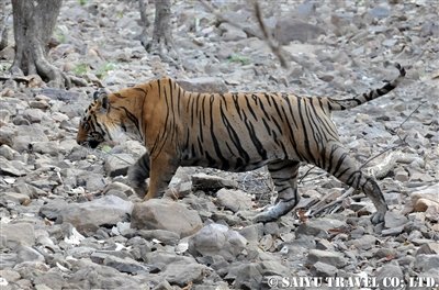ランタンボール T-25 ベンガルタイガー Ranthambore (12)