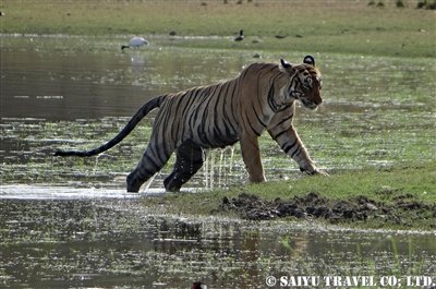 ランタンボール ベンガルタイガー T-19 Ranthambore (2)