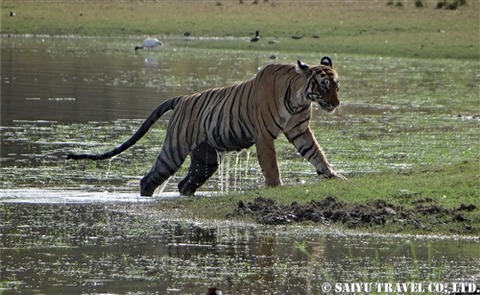 ランタンボール ベンガルタイガー T-19 Ranthambore (7)