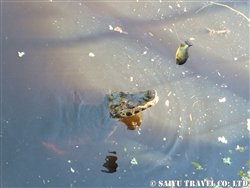 DSCF4450