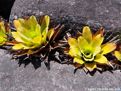 食虫植物ブロッキニア・リドゥクタ
