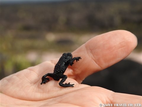 オリオフリネラ