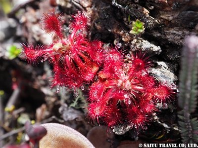 食虫植物、ドロセア・ロライマエ(モウセンゴケの一種)