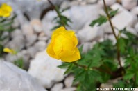 ■DSC_8676 タマキンバイ (1)
