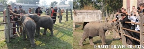 チトワンのアジアゾウ01