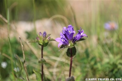 KW2A2113(Campanula glomerata キキョウ科 ホタルブクロ属)