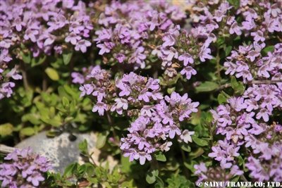 KW2A2098(Thymus シソ科 イブキジャコウソウ属 )