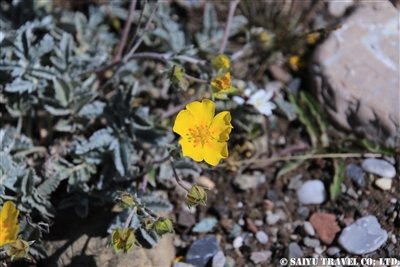 KW2A1728(Ranunculus キンポウゲ科 キンポウゲ属)