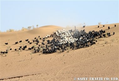 ダムラ村 カラクム砂漠 (3)