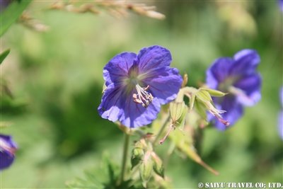 KW2A2100(Geranium pratense フウロソウ科 フウロソウ属)