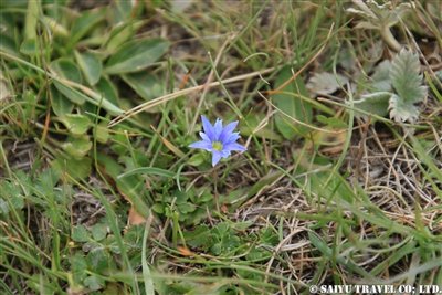 KW2A2129(リンドウの一種 Gentiana)