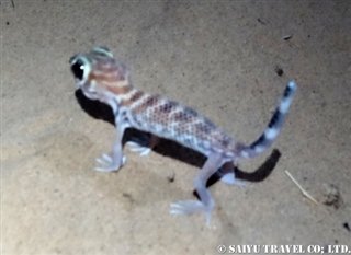トルクメニスタン カラクム砂漠 (4)