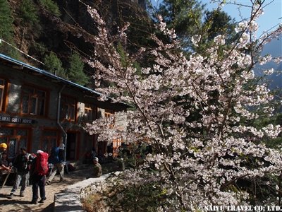P3256073 桜、ベンカール→トクトク