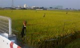 田んぼ