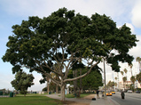 アメリカ サンタモニカにあった樹木