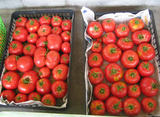 収穫できたトマト