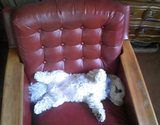 マルが椅子で熟睡