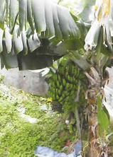 バナナの木2