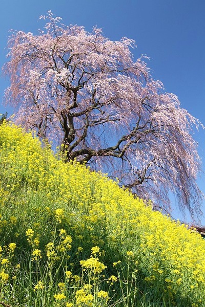春爛漫（三春方面桜巡りツアー１）