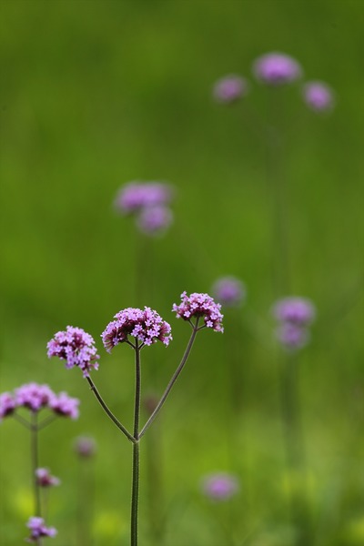 路肩の草花
