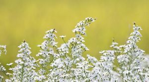 稲穂をバックに風にそよぐ花