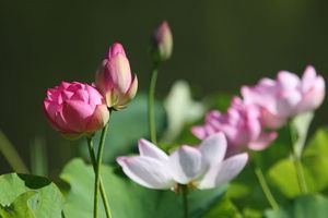 ハスの花の群生
